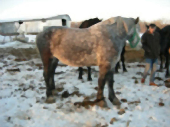 percheron